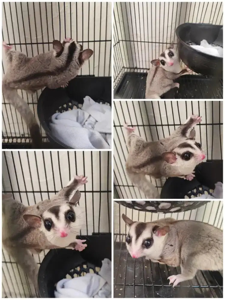 Sugar glider betina ±1thn