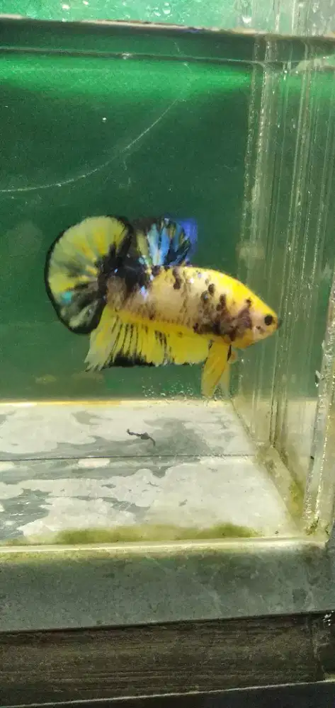 Ikan cupang plakat multi