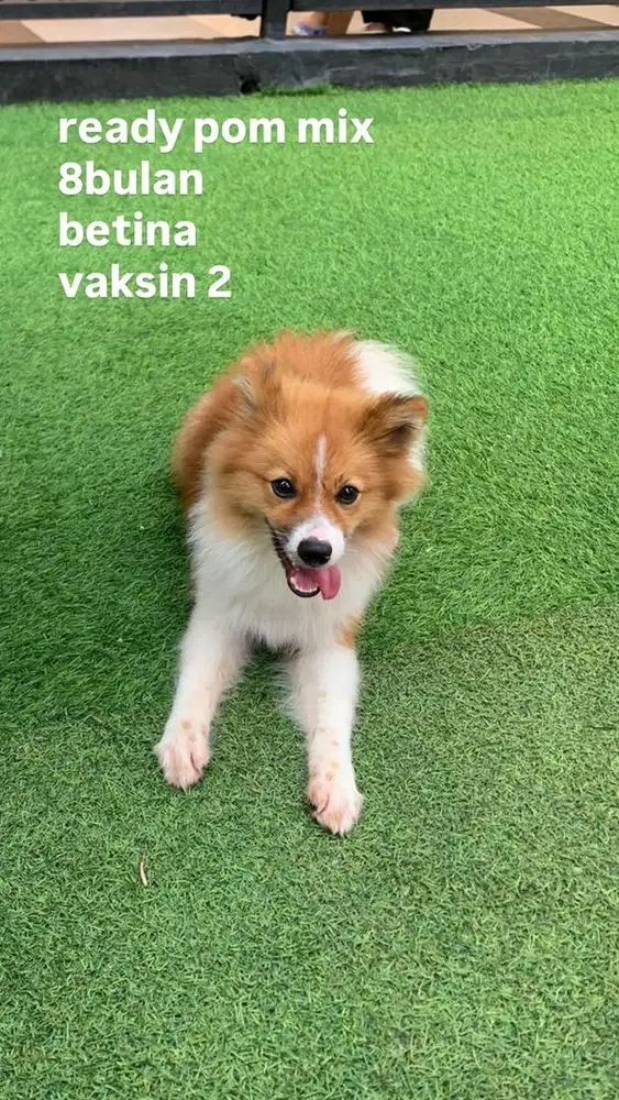 anjing pom mix lucu