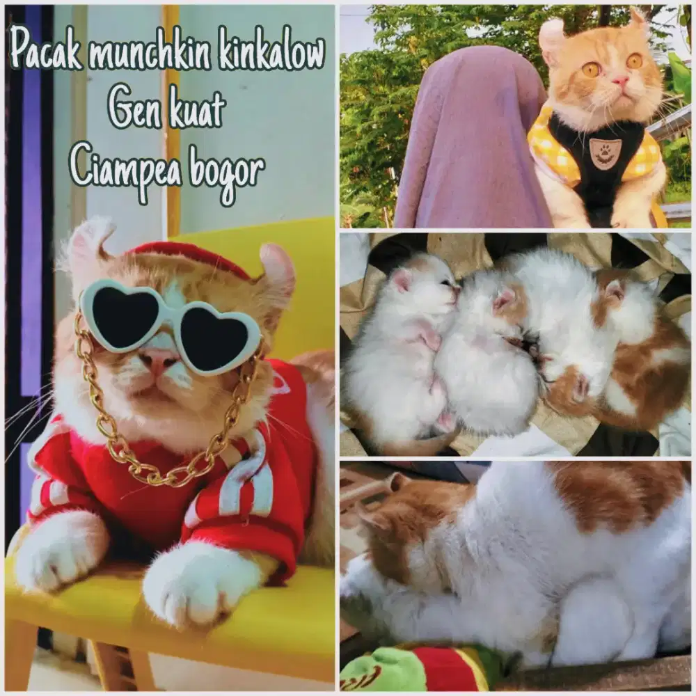 Kucing Munchkin kinkalow