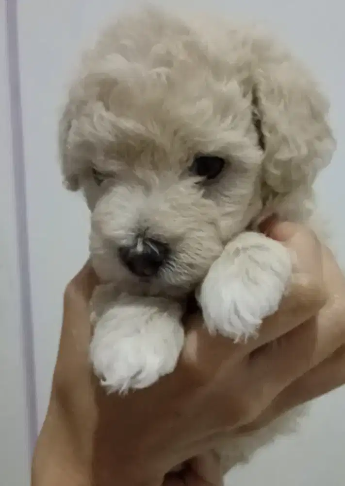 Anak Anjing Poodle Aprikot Tiny Kecil Toy Poodle Bulu Lebat Kualitas