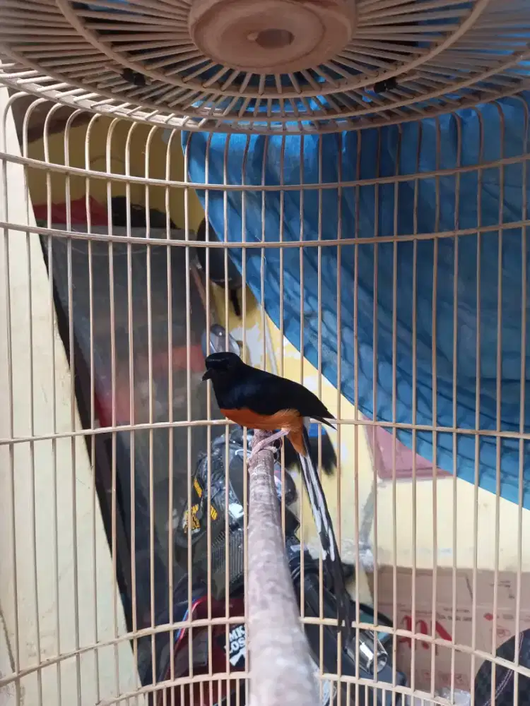 Burung murai batu medan (bahorok