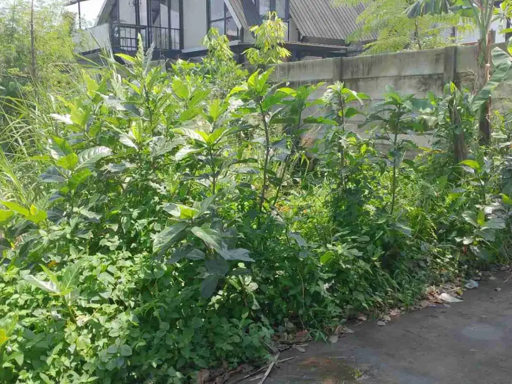 TANAH STRATEGIS MURAH DIDAERAH SAREN WEDOMARTANI SLEMAN YOGYA