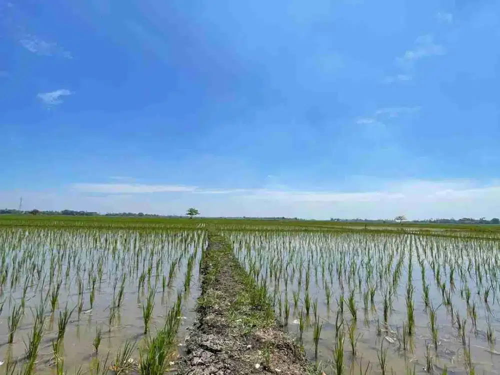 Dijual sawah