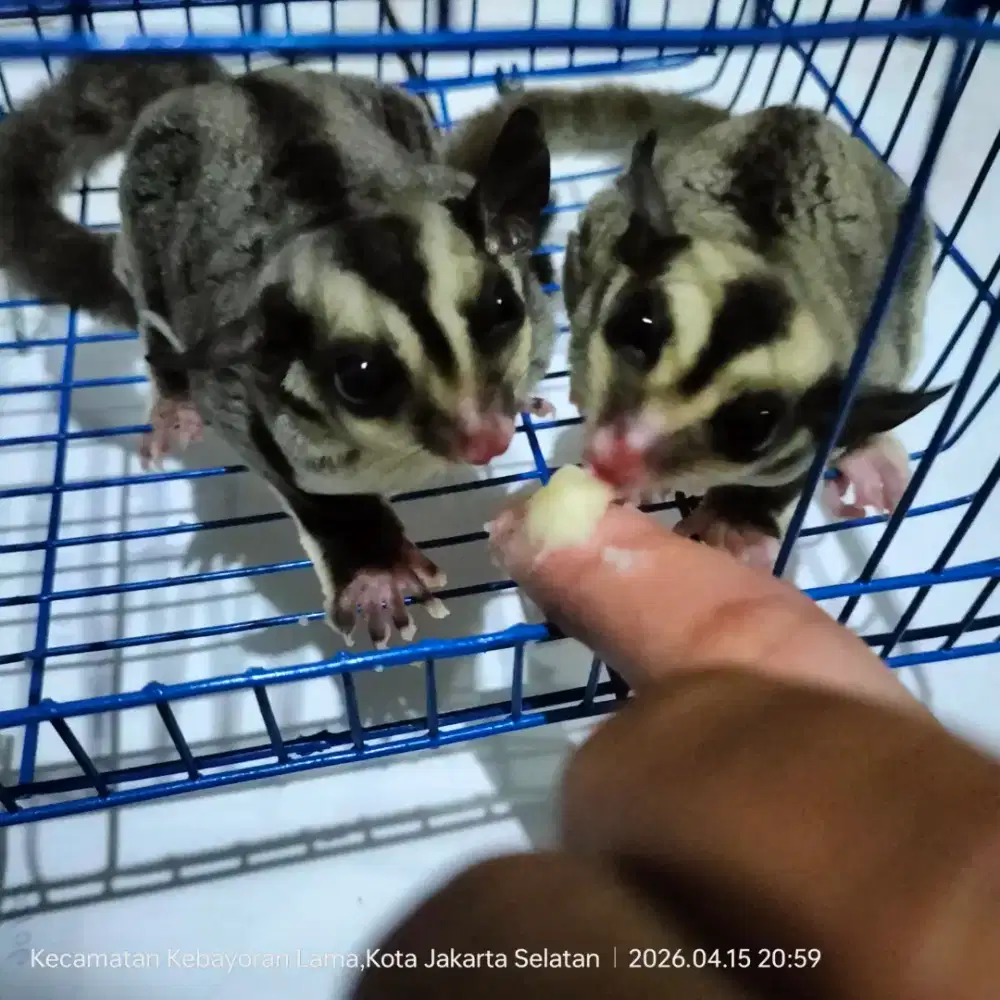 Sugar Glider Classic Grey Sepasang