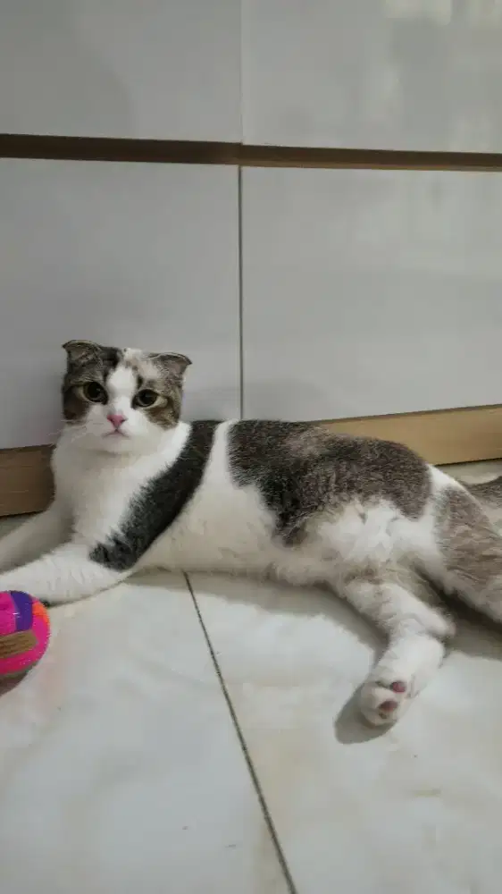 British shorthair scottish kitten