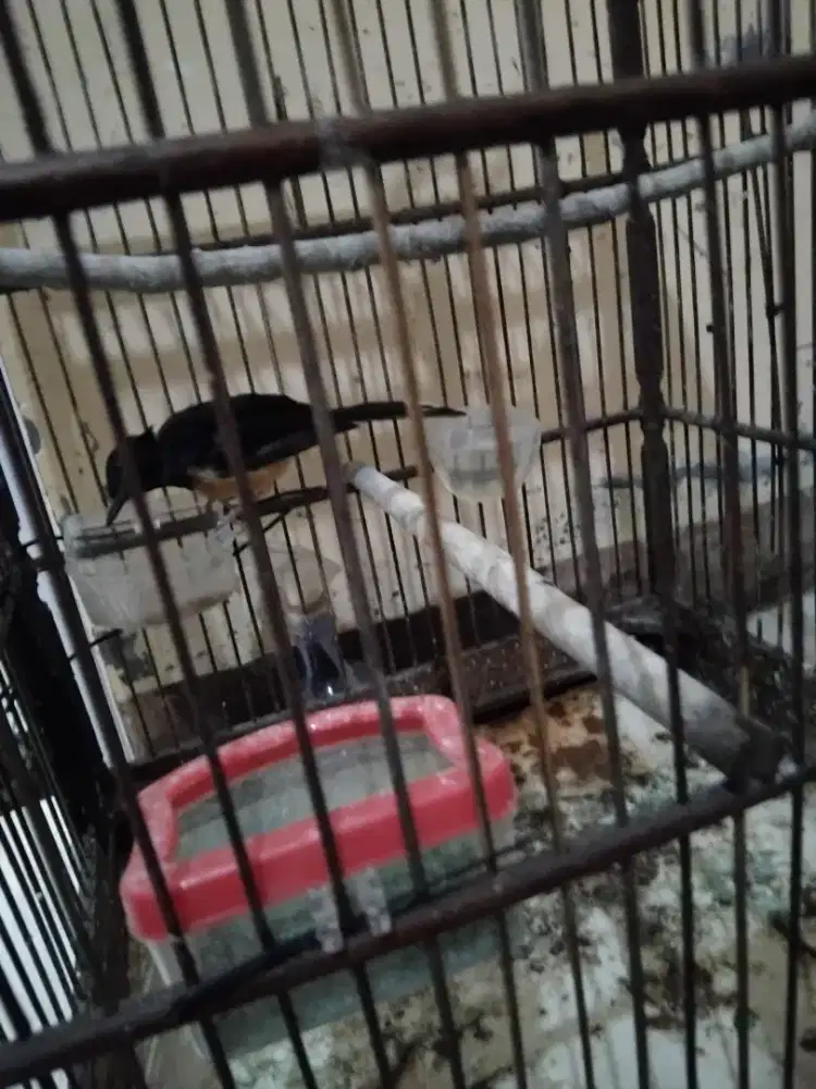 Murai betina rawatan