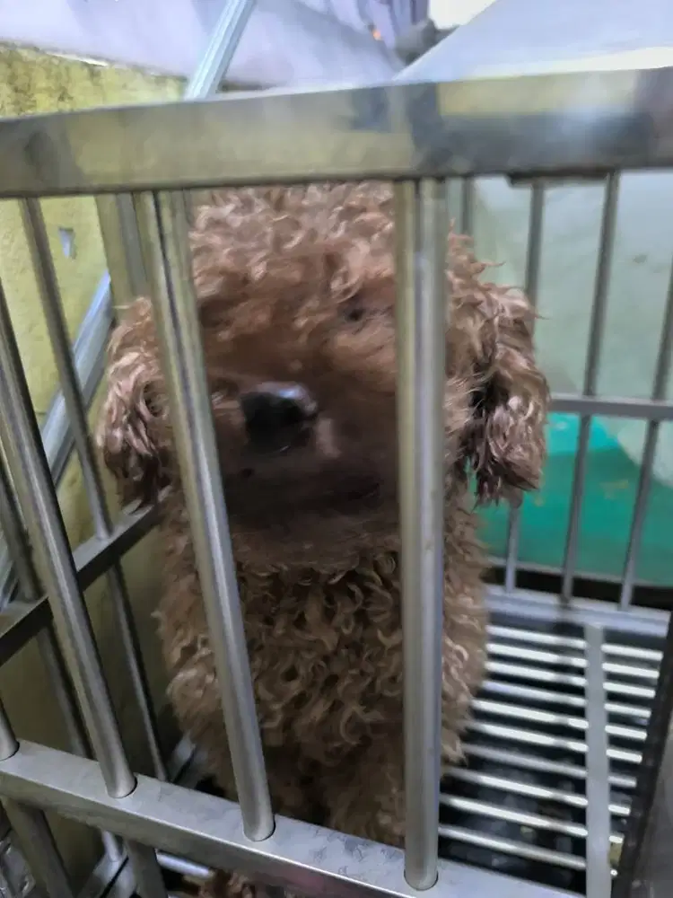 Poodle 4 tahun jantan