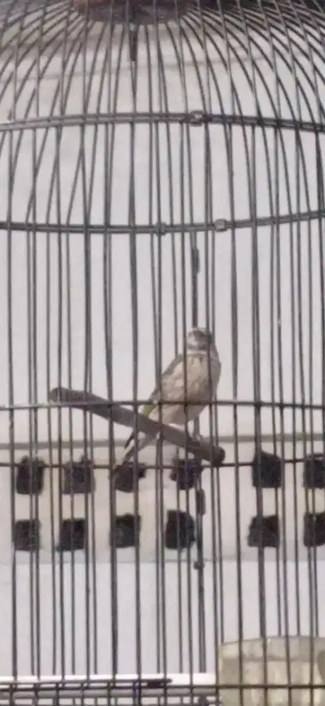 Burung Blackthrout Gacor