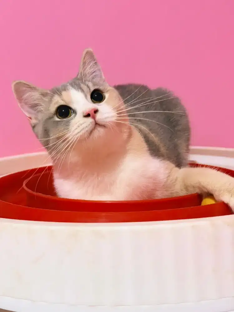 Kucing BSH Mix Betina