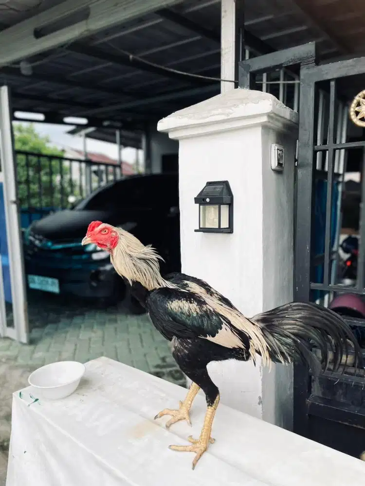 jual ayam bangkok