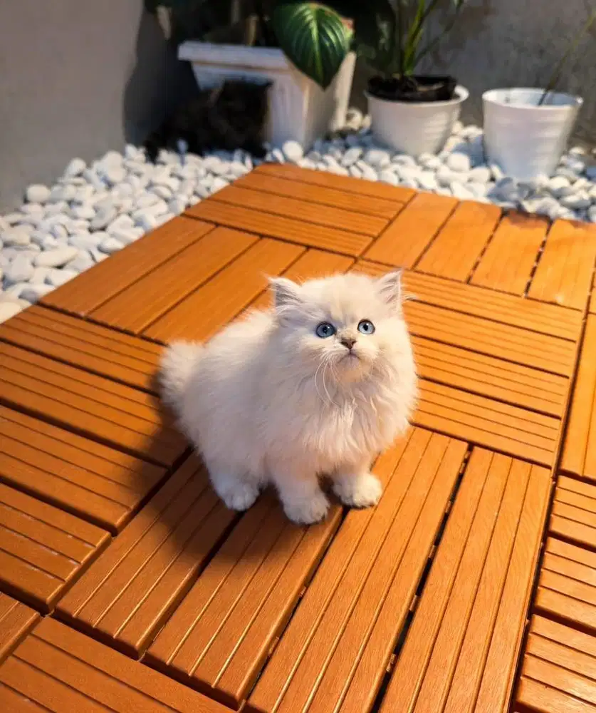 Kitten himalaya / persia lucu