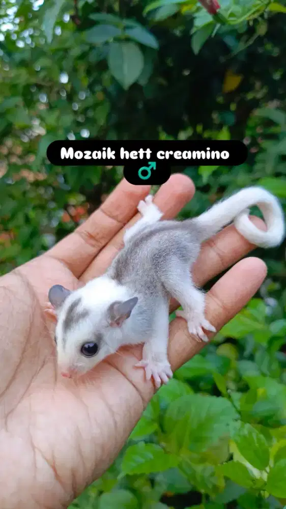 Sugar glider mozaik
