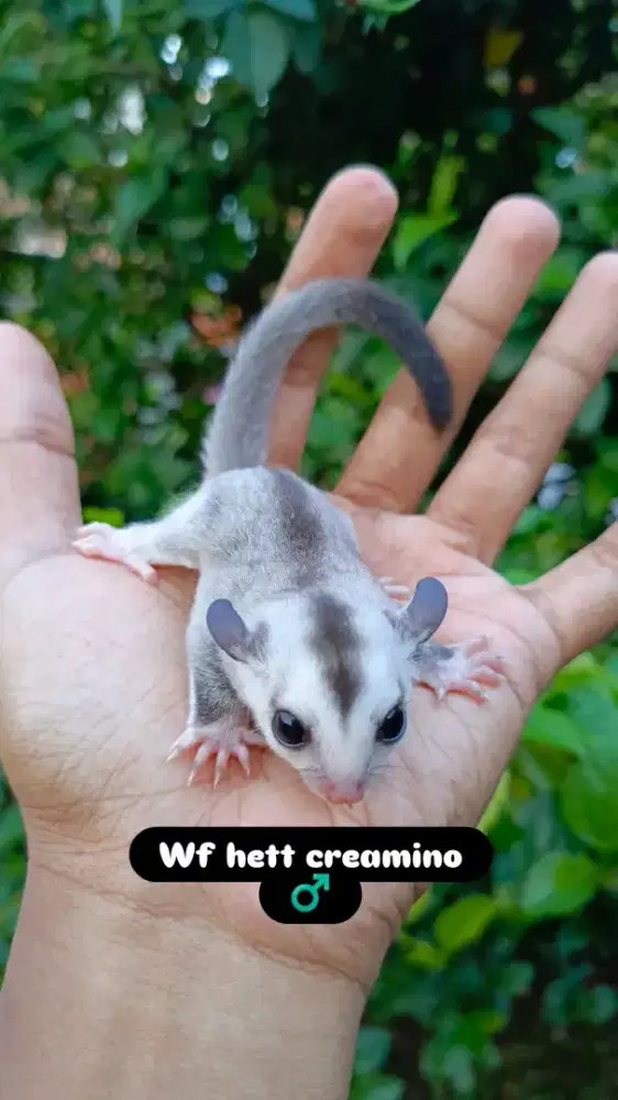 Sugar glider white face