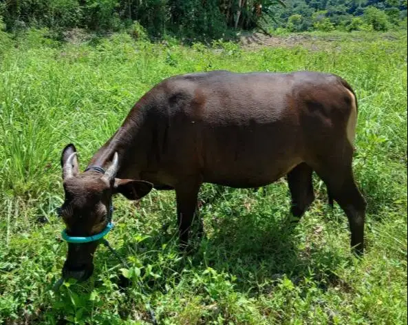 3 ekor sapi qurban ekonomisan 220kiloan buat DKM panitia kurban manteb