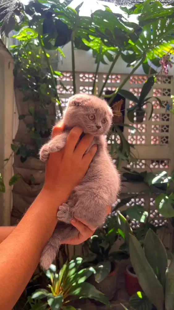kitten Scottish fold betina blue solid