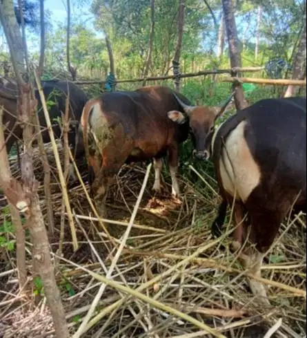 paket 3 ekor sapi jantan 220 kiloan buat DKM panitia kurban mesjid top