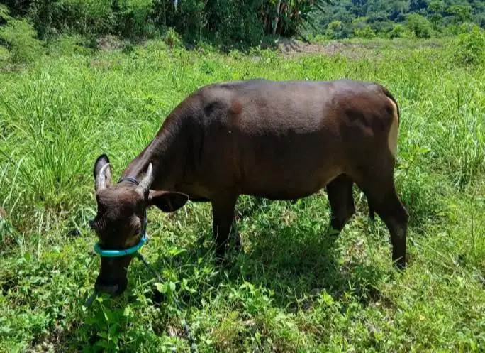 paket 3 ekor sapi jantan 220 kiloan buat DKM panitia kurban mesjid top