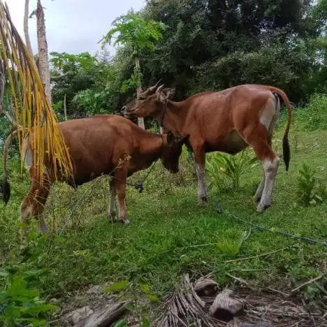 paket 3 ekor sapi jantan 220 kiloan buat DKM panitia kurban mesjid top