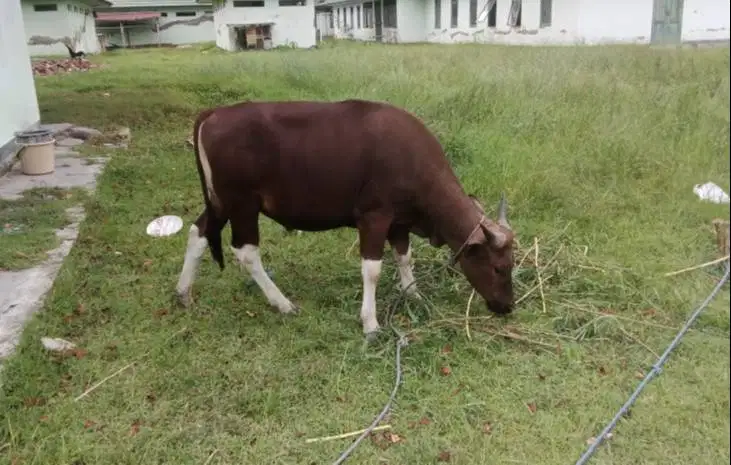 3 ekor sapi kurban 220kiloan ekonomisan buat DKM panitia qurban manteb