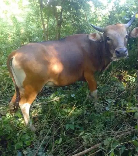 3 ekor sapi kurban 220kiloan ekonomisan buat DKM panitia qurban manteb