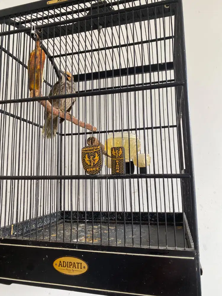 cucak rowo rawa CR 2 ekor