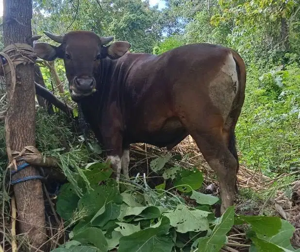 obral 3 ekor sapi kurban 220kiloan buat DKM panitia qurban jamin puas