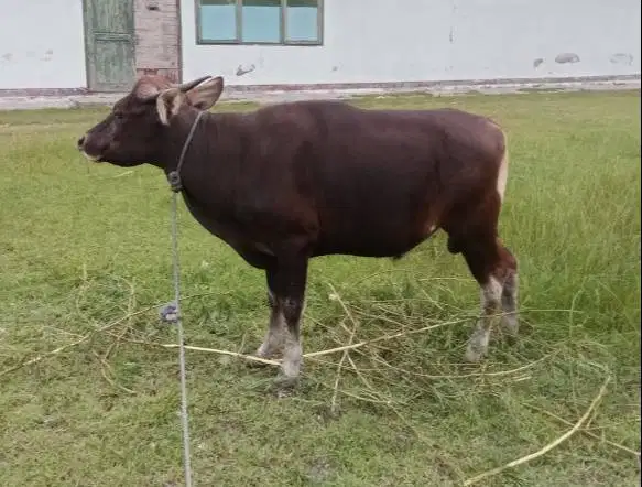 obral 3 ekor sapi kurban 220kiloan buat DKM panitia qurban jamin puas