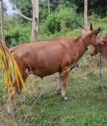 3 ekor sapi jantan 220kiloan buat DKM panitia qurban mesjid musholla