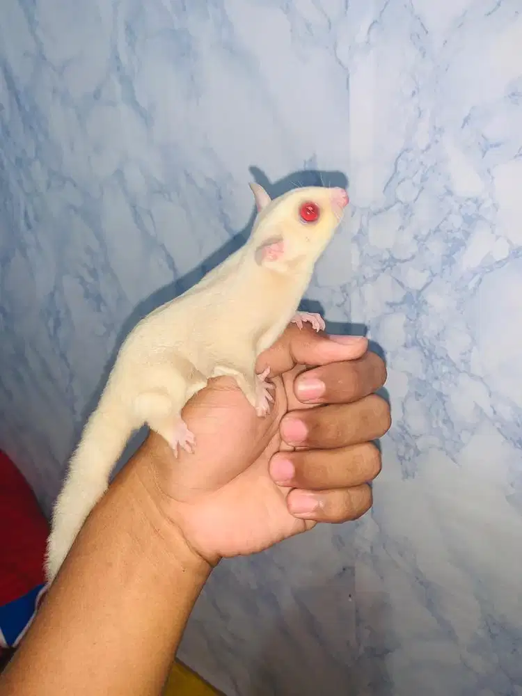 Sugar glider wf & creamino