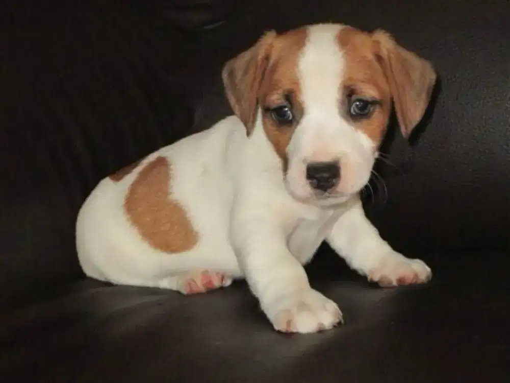 JUAL ANJING JACK RUSSELL TERRIER