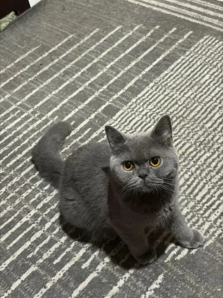 Kucing BSH Blue Solid