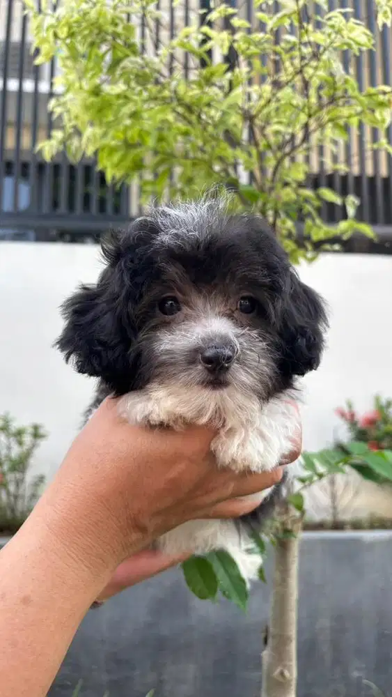 Maltipoo Female Betina Party Silver
