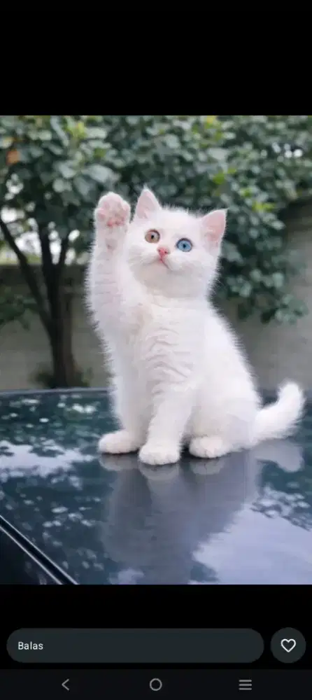 Kitten BSH oddeys betina