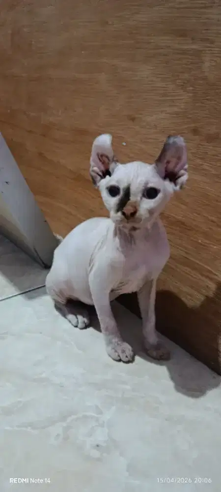 Kitten Sphynx Elf