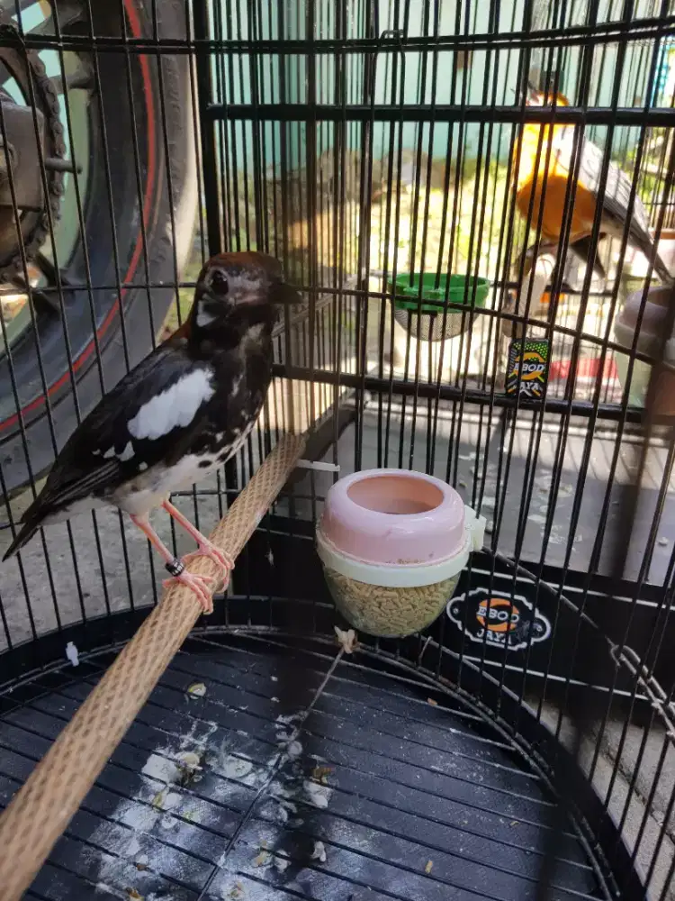 anis kembang ring jantan