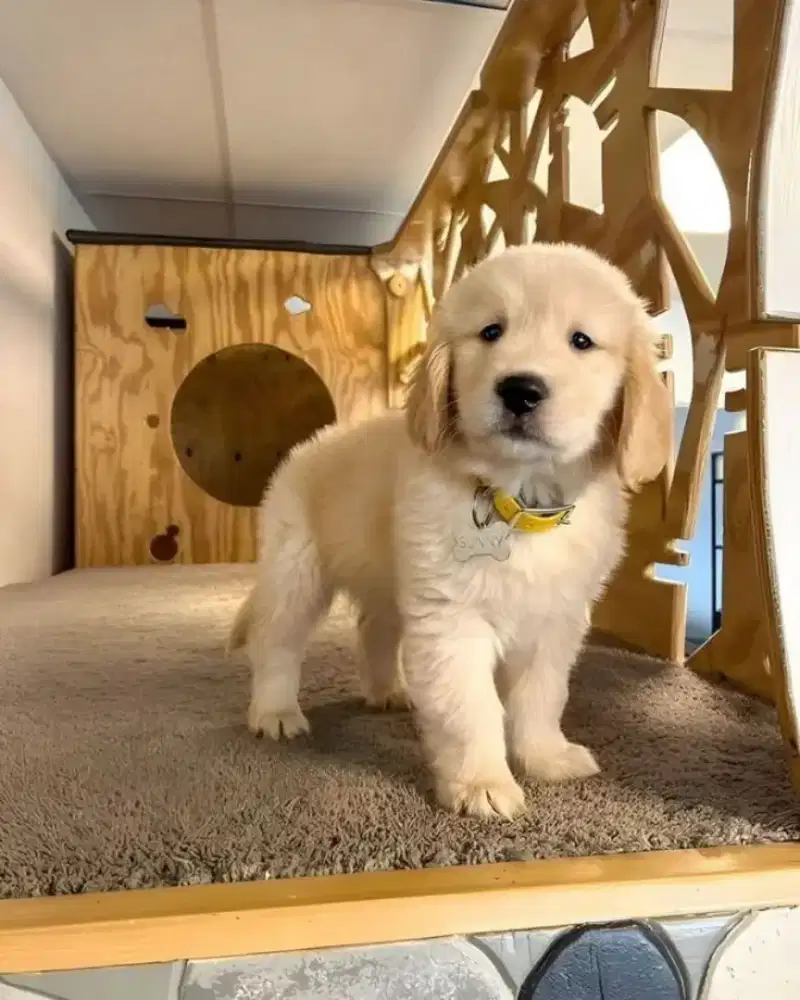 JUAL ANJING GOLDEN RETRIEVER