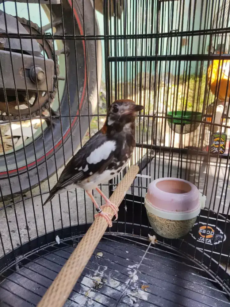 anis kembang ring malang