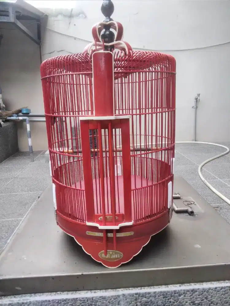 Burung anis kembang gacor + kandang bulat .