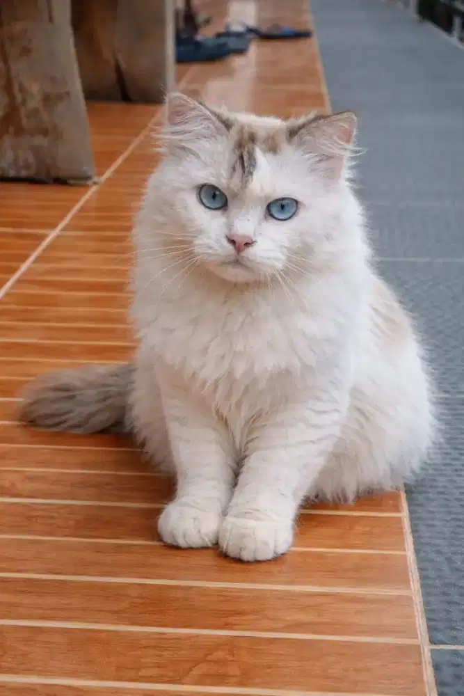 Kucing ragdoll jantan