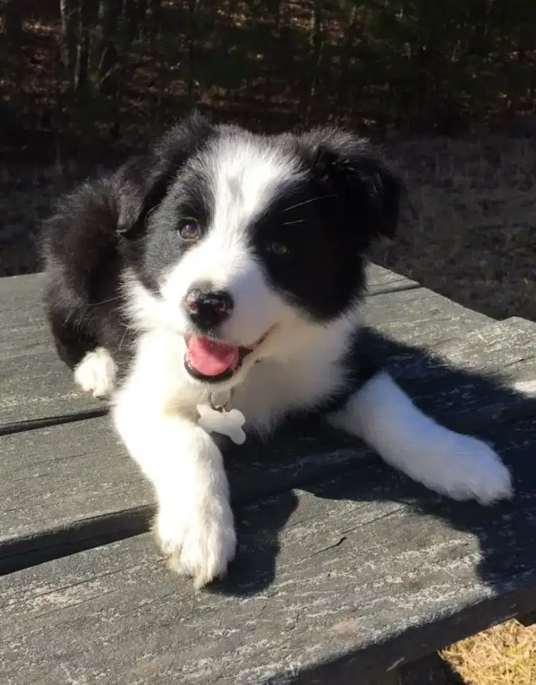 JUAL ANJING BORDER COLLIE