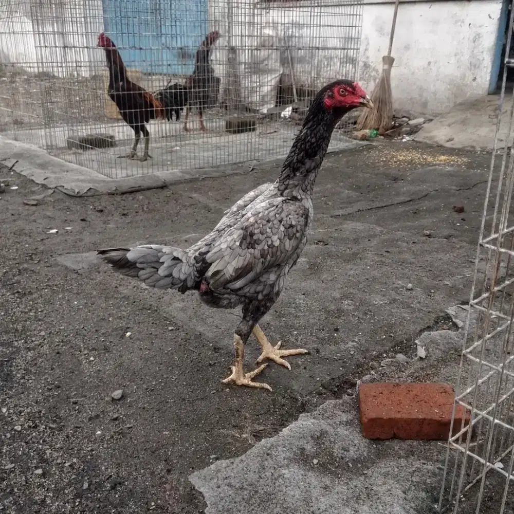 Indukan pakhoy super lengket