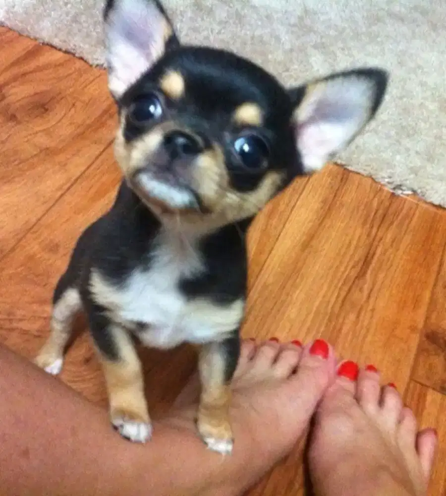 JUAL ANJING CHIHUAHUA