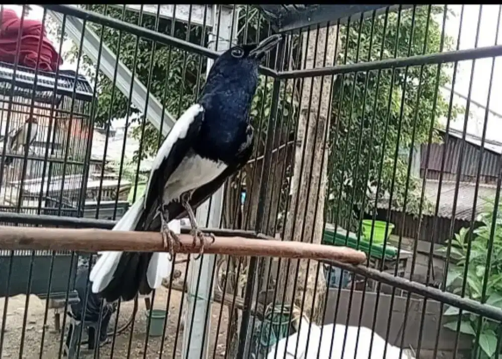 Kacer gacor gampang on,buka2 ekor