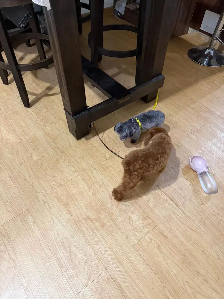 Silver tiny poodle dan red toy poodle