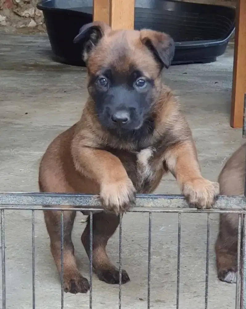 JUAL ANJING BELGIAN MALINOIS