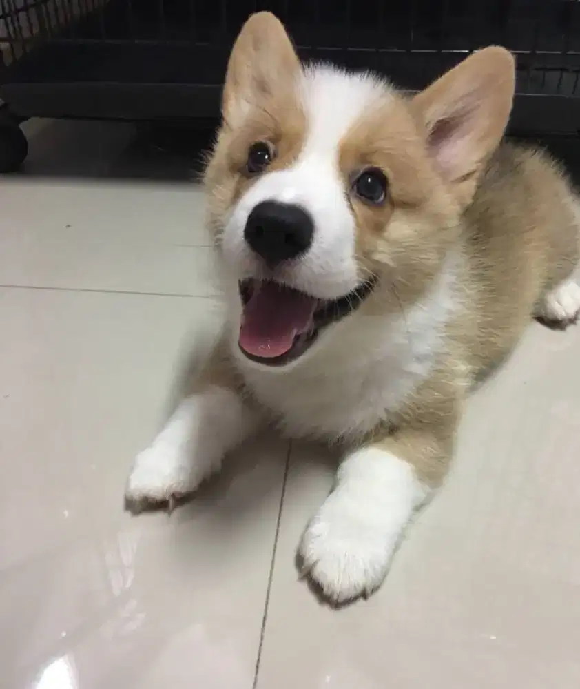 JUAL ANJING PEMBROKE WELSH CORGI