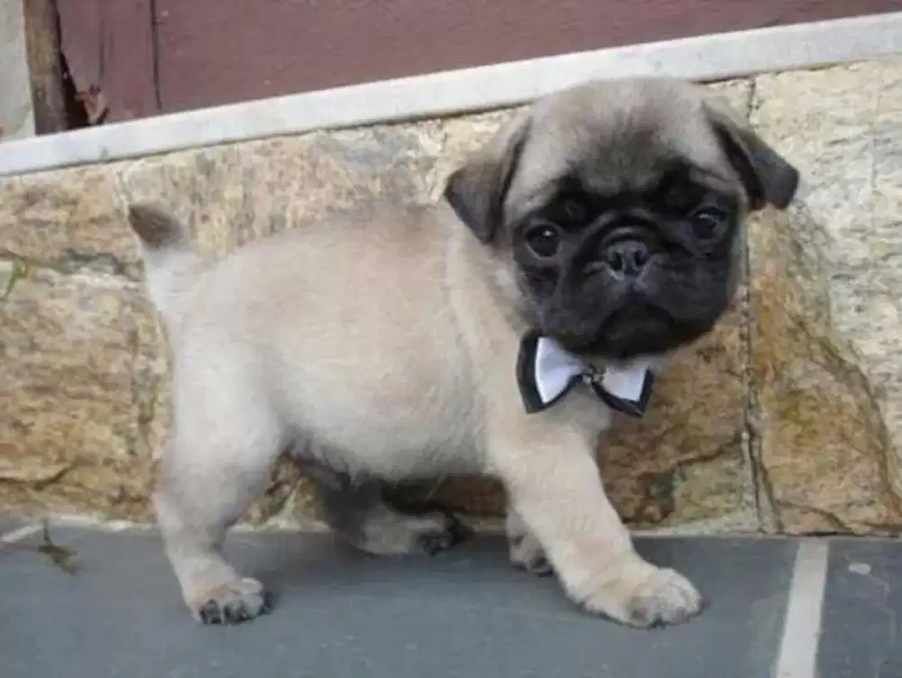JUAL ANJING PUG