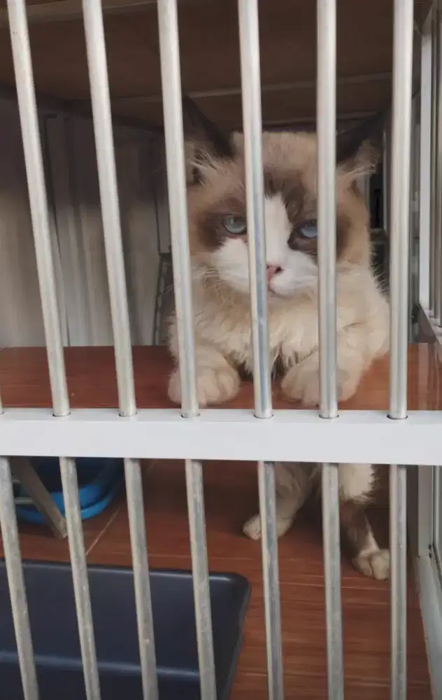 Kucing Ragdoll Jantan