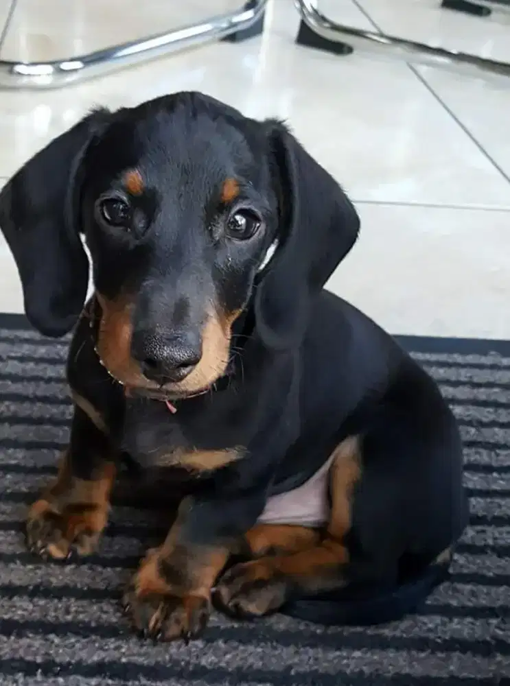 JUAL ANJING DACHSHUND